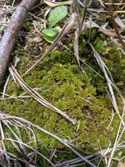 Sphagnum compactum