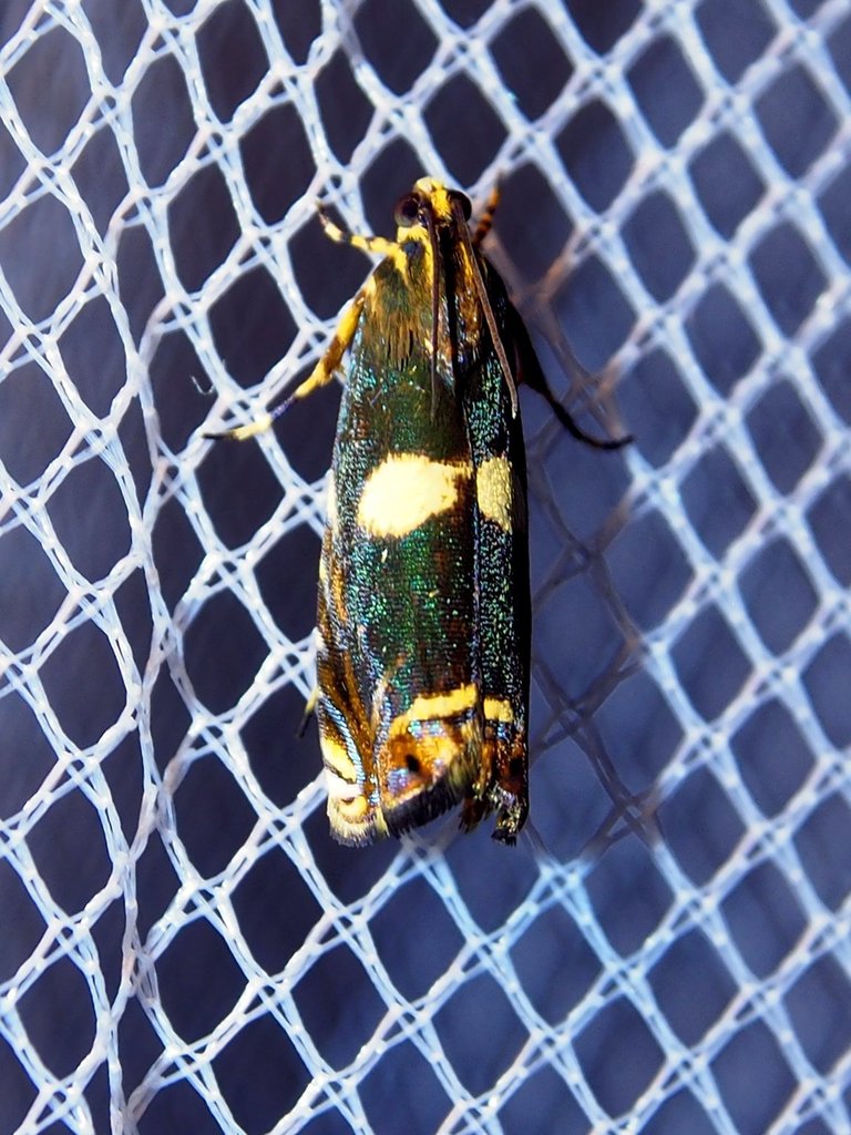 Hilarographa plectanodes