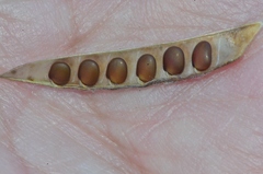 Argyrolobium biebersteinii