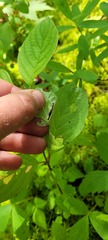 Coleophora cornella