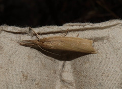 Chilo phragmitella