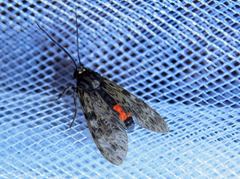 Eucereon pseudarchias