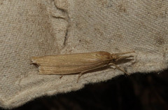 Chilo phragmitella