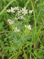 Dorycnium