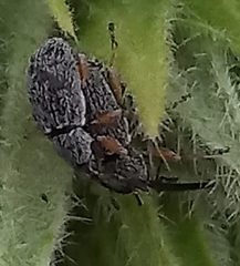 Rhopalapion longirostre