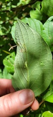 Coleophora cornella