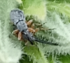 Rhopalapion longirostre