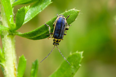 Trirhabda luteocincta