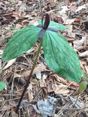 Trillium gracile
