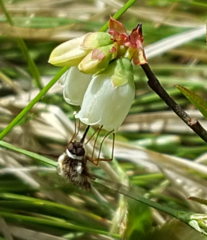 Bombylius pygmaeus