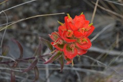 Castilleja rigida