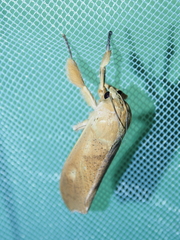 Myelobia smerintha