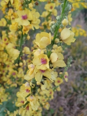 Verbascum pyramidatum