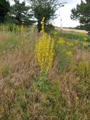 Verbascum pyramidatum