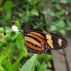 Lycorea halia discreta