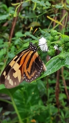 Lycorea halia discreta