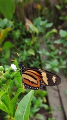 Lycorea halia discreta