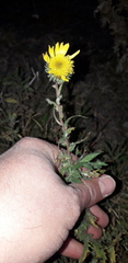 Grindelia cabrerae