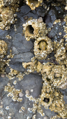 Semibalanus cariosus