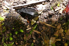 Abax ovalis