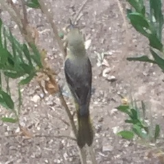 Icterus cucullatus