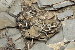 Phrynotettix robustus