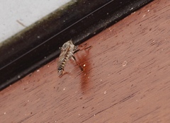 Neomochtherus geniculatus