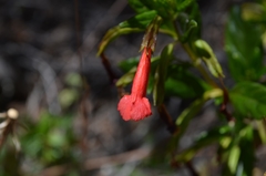 Diplacus parviflorus