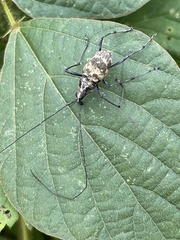 Mecocerini