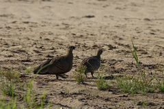 Pterocles personatus