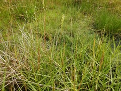 Sporobolus anglicus