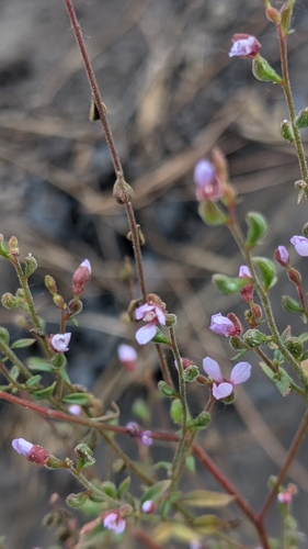 Mountain clarkia (Clarkia heterandra)