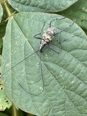 Mecocerini