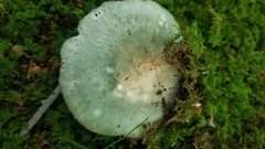 Virescentinae