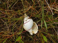 Buccinidae