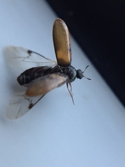 Reesa vespulae