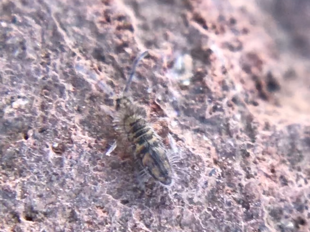 Rocky Mountain Springtail