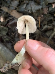 Volvariella pusilla