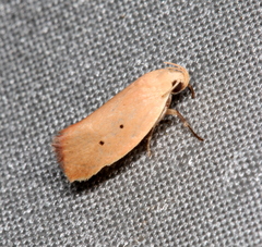 Acanthodela protophaes