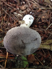 Tricholoma terreum image