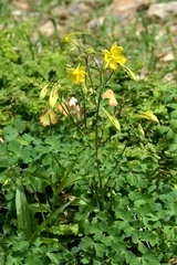 Aquilegia longissima