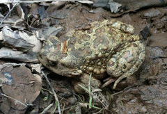 Sclerophrys mauritanica