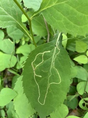 Nemorimyza posticata