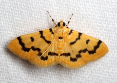 Dichocrocis clytusalis