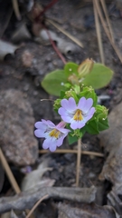 Erythranthe inconspicua
