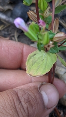 Erythranthe inconspicua