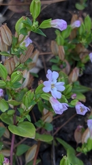 Erythranthe inconspicua