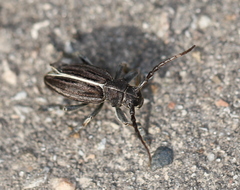 Dorcadion holosericeum