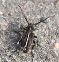 Dorcadion holosericeum