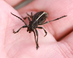 Dorcadion holosericeum